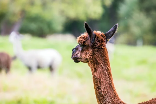 Encantadora Llama Marrón Después Corte Pelo Pegado Sobre Hierba Verde —  Fotos de Stock