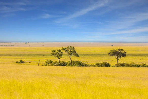 Magic Tropical Africa Grass Savannah Horn Africa Famous Masai Mara — Stock Photo, Image