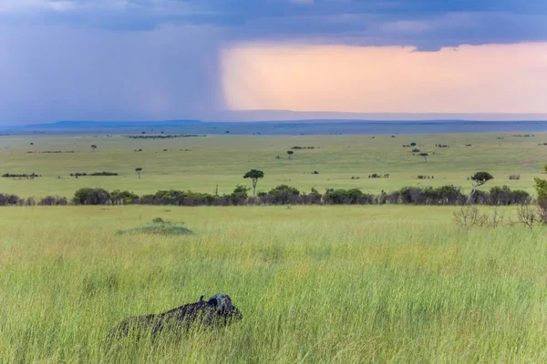 African Buffalo Grazes Tall Grass Safari Tour Masai Mara Thunderstorm — Stock Photo, Image