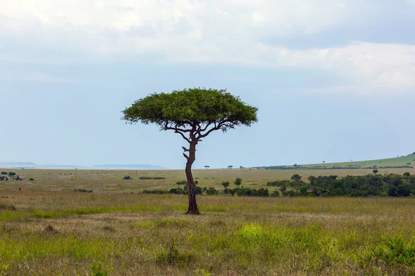 Evergreen Acacia Horyzoncie Afrykańska Sawanna Wiosną Zachodzie Słońca Koncepcja Turystyki — Zdjęcie stockowe