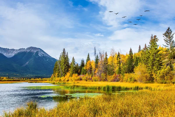 Lago Vermillon Entre Follaje Otoño Amarillo Abedules Aspens Bandada Aves —  Fotos de Stock