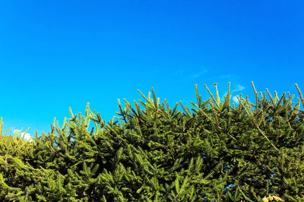 Siepe Conifere Verde Vivo Luminoso Cielo Estivo Blu — Foto Stock