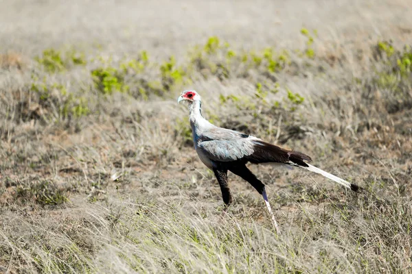 Pássaro Secretário Procura Comida Nos Arbustos Savana Viagem Exótica África — Fotografia de Stock