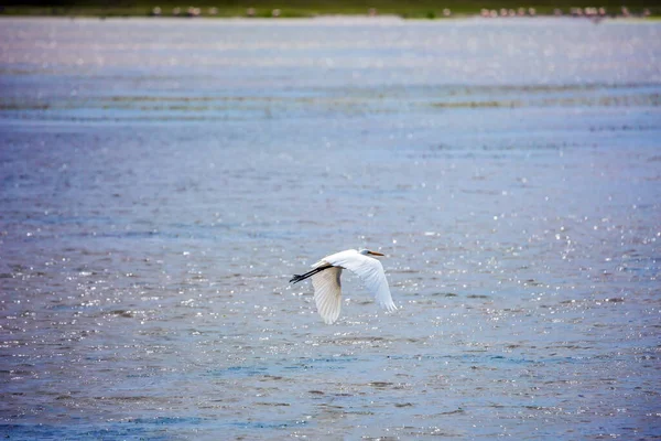 Exotische Reis Naar Afrika Grote Zilverreiger Vliegt Een Meer Begroeid — Stockfoto