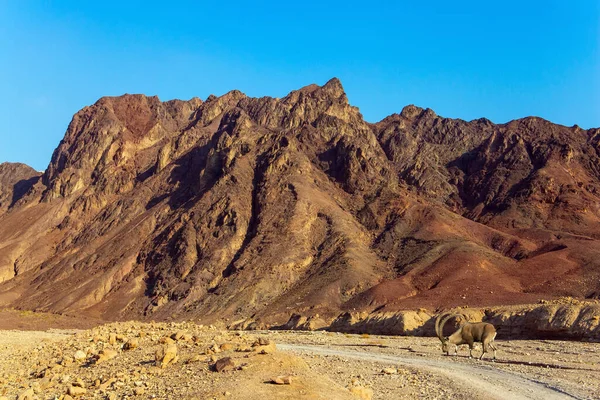 Wilde Berggeit Met Gekrulde Hoorns Het Eilat Gebergte Rotsen Bestaan — Stockfoto