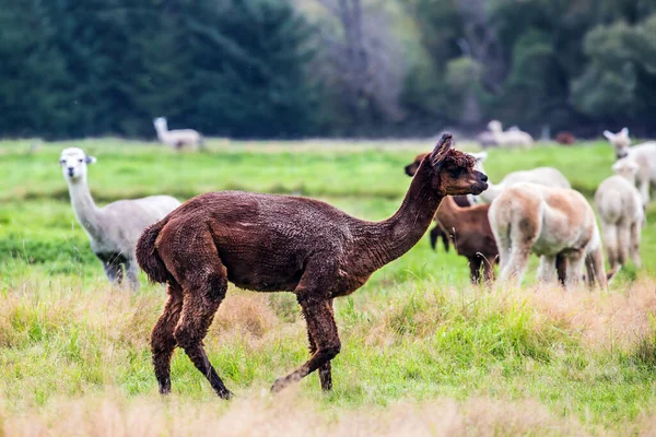 Manada Lamas Multicolores Después Corte Pelo Rasca Césped Verde Granja —  Fotos de Stock