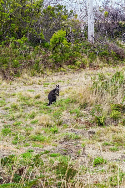 Canguro Camino Hierba Canguro Indígena Australia Costa Del Pacífico Playa —  Fotos de Stock