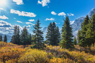 Bow Gölü 'nün etrafındaki çam ağaçları ve sararmış sonbahar otları. Kanada 'nın görkemli Rocky Dağları. Alberta.