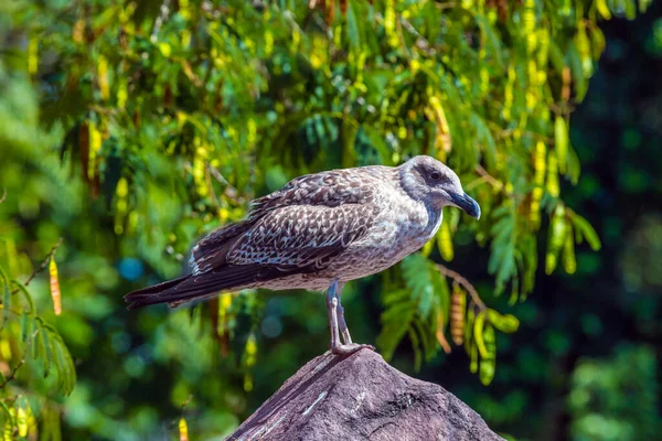 大きなエキゾチックな鳥が石の上の飛行場に座っています 積極的 生態学的 教育的な観光の概念 — ストック写真