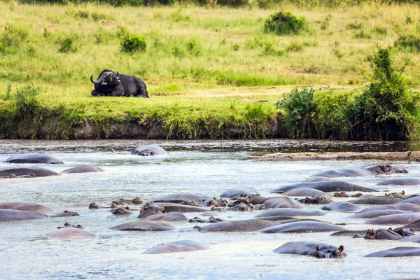 Gran Bandada Hipopótamos Descansando Lago Kenia Safari Tour Masai Mara — Foto de Stock