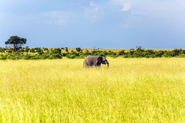 Огромный Одинокий Слон Траве Саванны Слоны Самые Крупные Млекопитающие Африка — стоковое фото