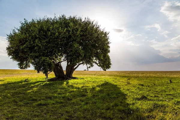 Linda Árvore Solitária Meio Uma Savana Gramada Corno África Viaje — Fotografia de Stock