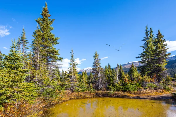 Pintorescos Charcos Alrededor Bow Lake Las Majestuosas Montañas Rocosas Canadá — Foto de Stock