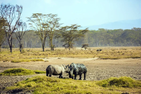 Festői Pár Afrikai Orrszarvú Megy Tóhoz Inni Afrikai Prérik Nakuru — Stock Fotó