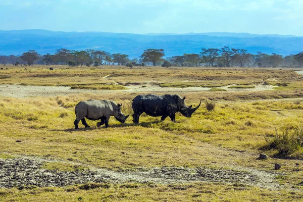 Splendido Paio Rinoceronti Selvatici Lago Bere Famosi African Big Five — Foto Stock