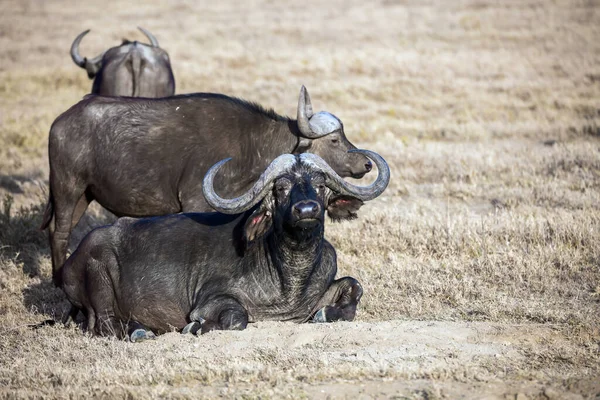 Fameux African Big Five Magnifique Buffle Reposant Dans Herbe Savane — Photo