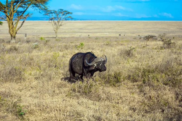 The famous African Big Five. Magnificent buffalo grazing in the savannah. Southeast Kenya, the Amboseli park. Neighborhood Lake Nakuru in Kenya