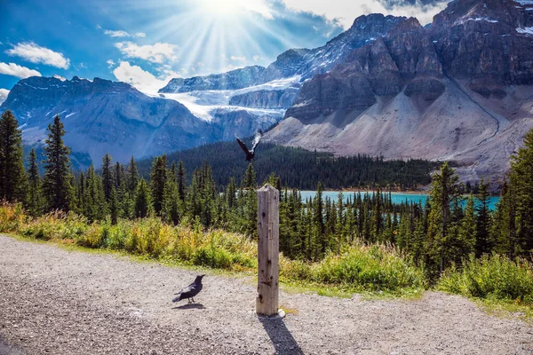 Soleado Día Brillante Las Montañas Rocosas Canadienses Famoso Glaciar Crowfoot —  Fotos de Stock