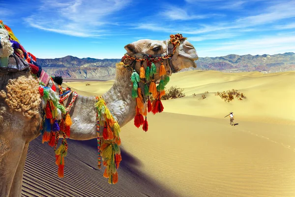 Nascer Sol Laranja Deserto Camelo Bem Preparado Decorado Com Guirlandas — Fotografia de Stock