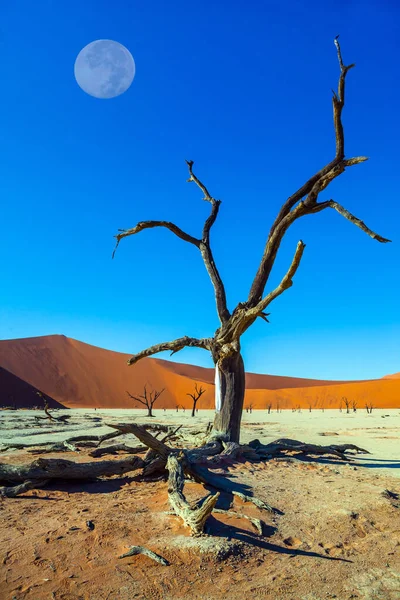 Ölü Ağaçlı Ölü Göl Namib Sossusvlei Çölü Nde Clay Platosu — Stok fotoğraf