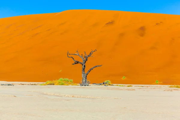 Uma Árvore Morta Lago Morto Dunas Vermelho Amarelas Silêncio Tocar — Fotografia de Stock