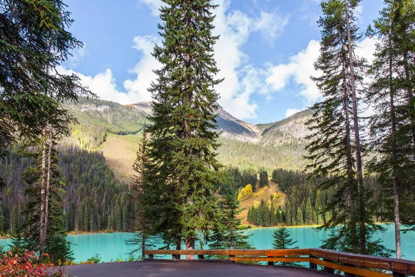 Canadian Rockies Canada Pintoresco Camino Bosque Paseo Temprano Por Mañana — Foto de Stock