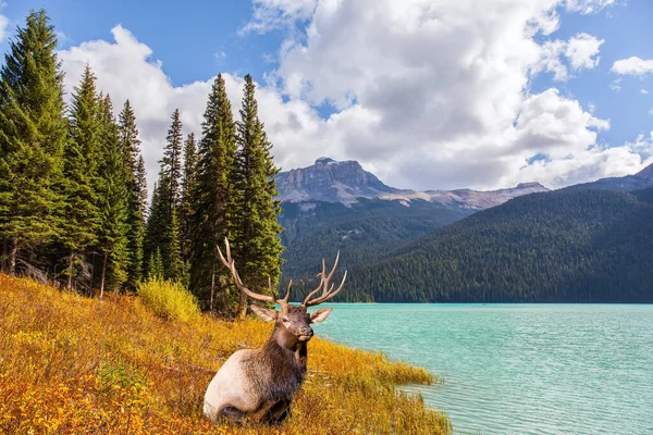 Ciervo Rojo Con Cuernos Ramificados Descansando Hierba Alta Junto Lago — Foto de Stock