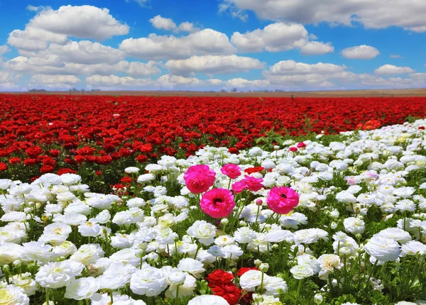 Flores de manteca — Foto de Stock