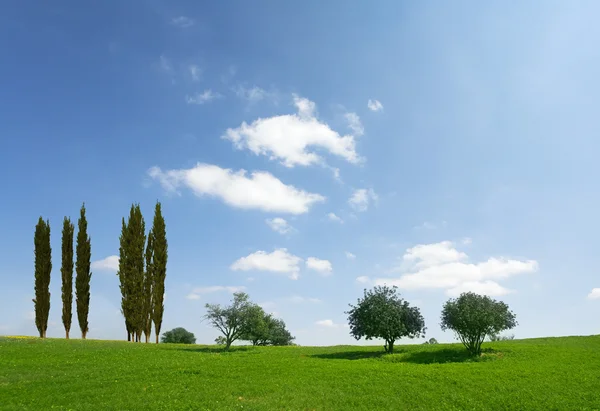 Wunderbare Wiese — Stockfoto