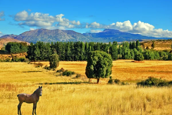 Cavallo in campo — Foto Stock