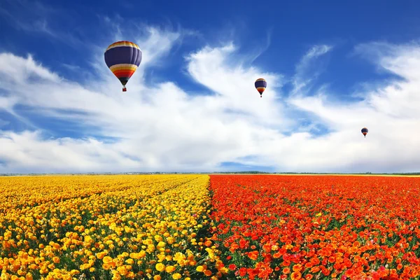 Balloons flying over field — Stock Photo, Image