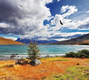 gökyüzünde and akbaba