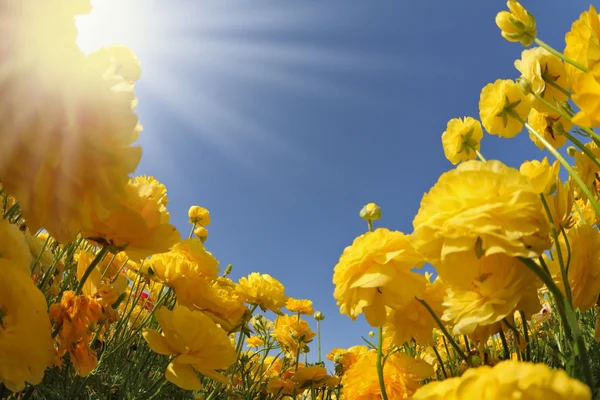 Flores de ranúnculo de copos de manteiga amarelas — Fotografia de Stock