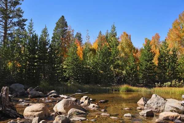 Madera de otoño multicolor —  Fotos de Stock