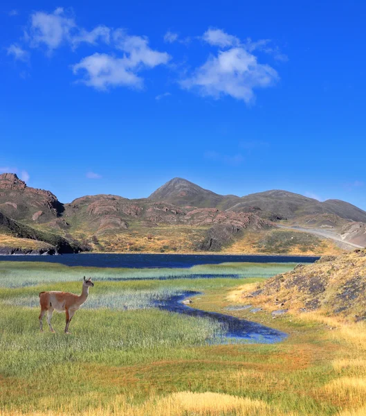 南美野生羊驼站立在碧蓝的湖水 — 图库照片