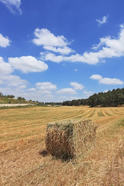 Stapel schuine tarwe — Stockfoto