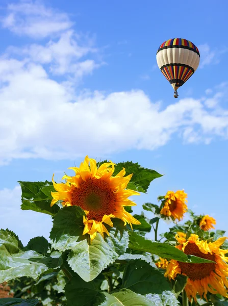 Zonnebloemen veld met luchtballon — Stockfoto