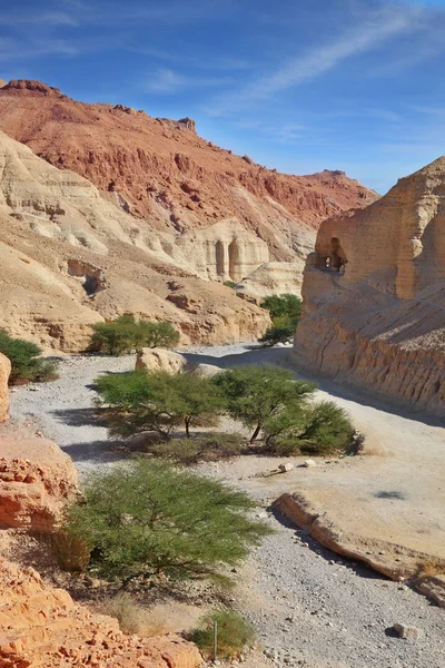 Canyon in de bergen — Stockfoto