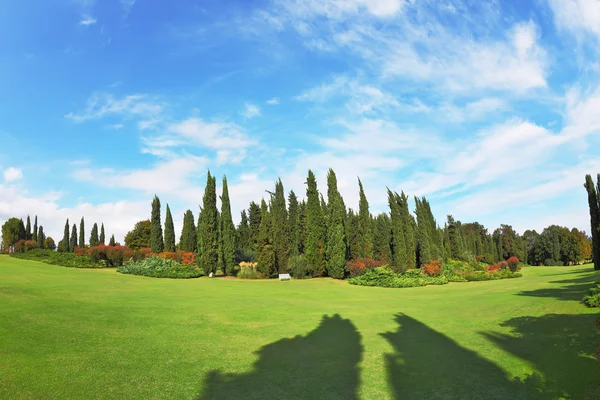 Les ombres des cyprès — Photo