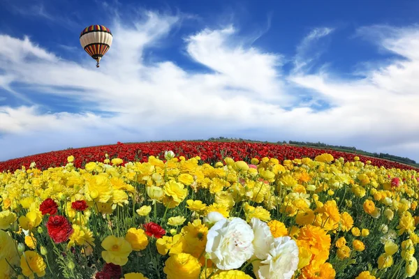 Luftballong över smörblommor fält — Stockfoto