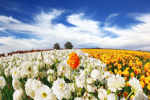 開花のキンポウゲ フィールド — ストック写真