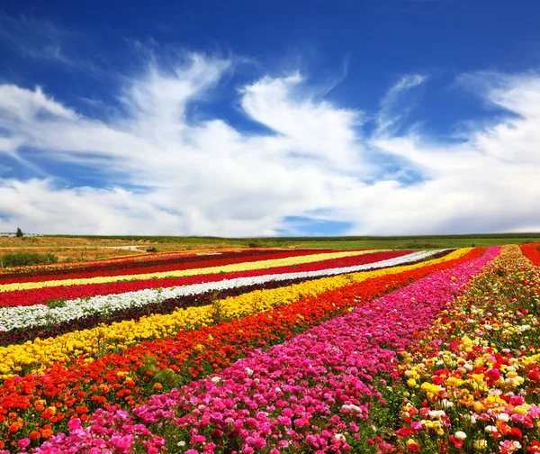 Multi-gekleurde bloemen veld — Stockfoto