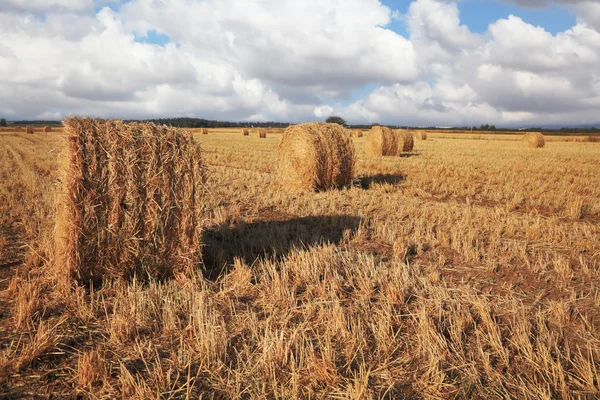 Toplanan buğday yığını — Stok fotoğraf