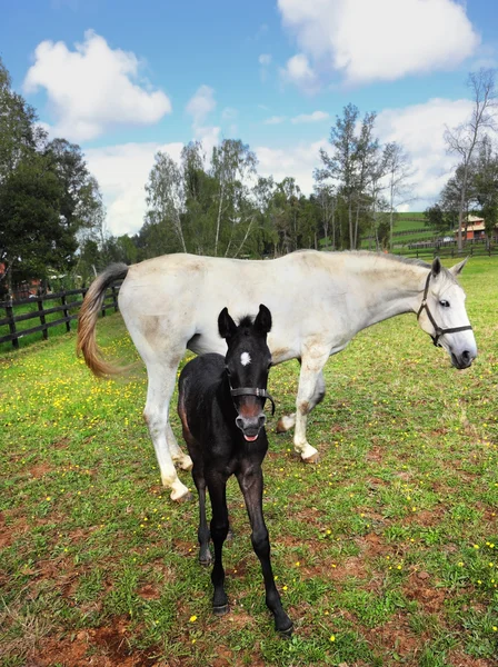 Caballo blanco con el potro — Foto de Stock