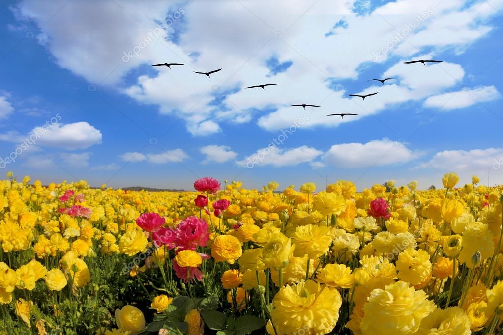 CAL: Releases - Page 3 Depositphotos_52490327-stock-photo-flowers-field-with-flying-birds