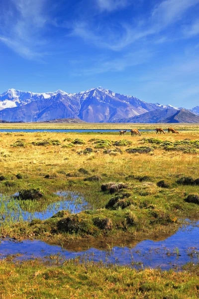 Parque Nacional do Vale Perito Moreno — Fotografia de Stock
