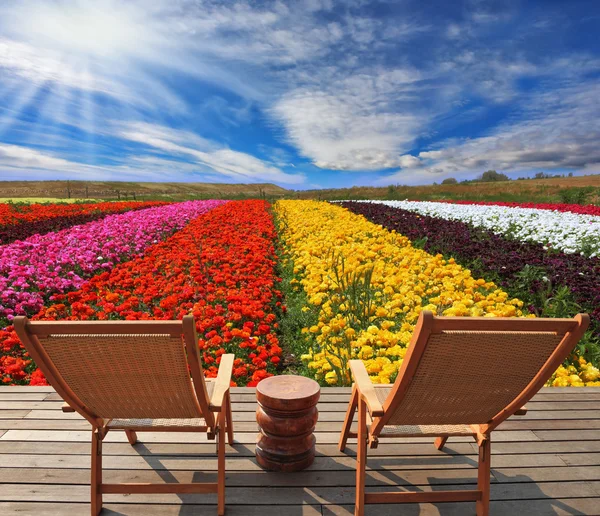 Campos de flores brillantes muy hermosos — Foto de Stock