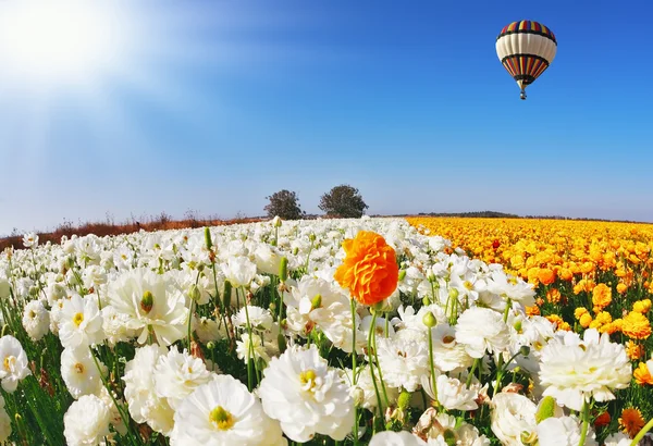 Énorme beau ballon sur le champ — Photo