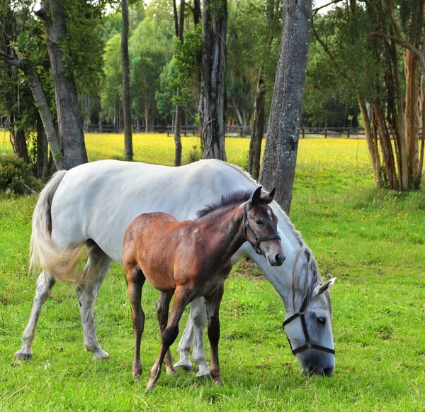 Corridori arabi — Foto Stock