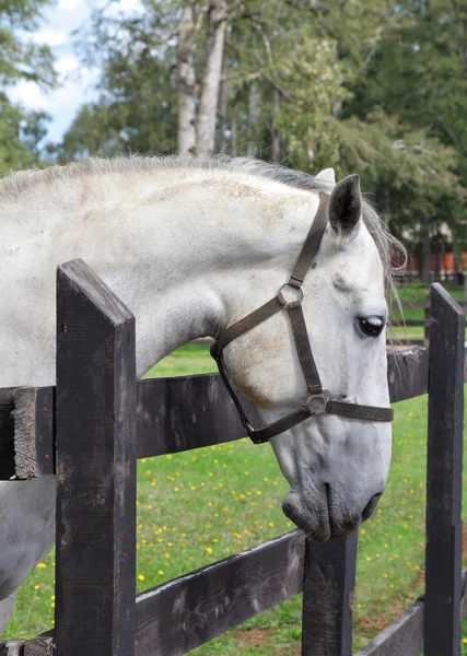 Caballo de raza pura — Foto de Stock